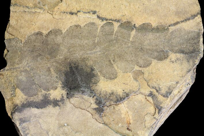 Pennsylvanian Fern (Neuropteris) Fossil - Kinney Quarry, NM #80424